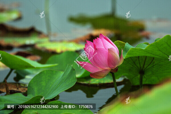 荷荷美美