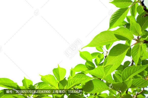 樹葉邊框
