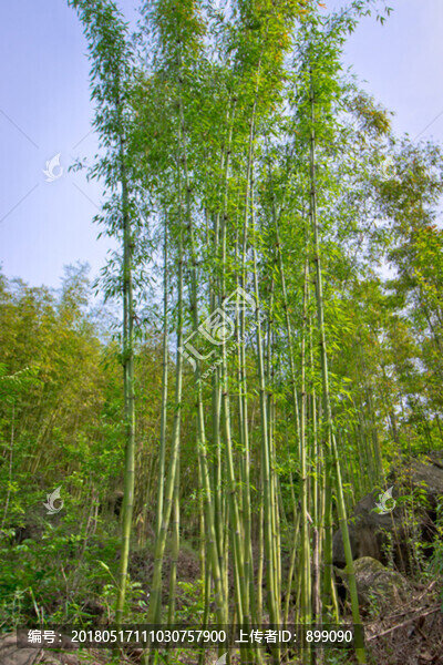 竹