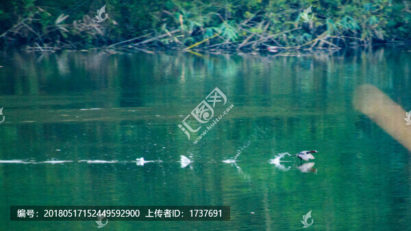 水鴨點(diǎn)水