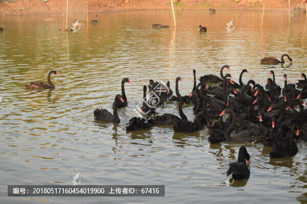 黑天鵝