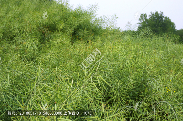 油菜大田