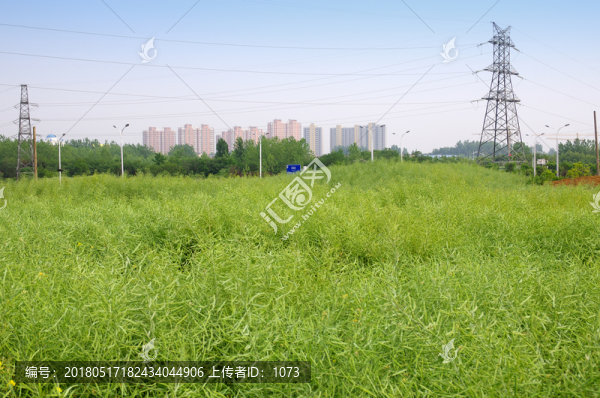 電塔與油菜田