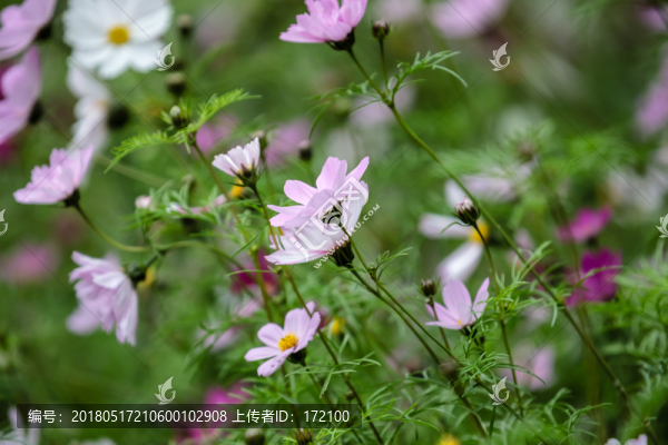 格?；? title=