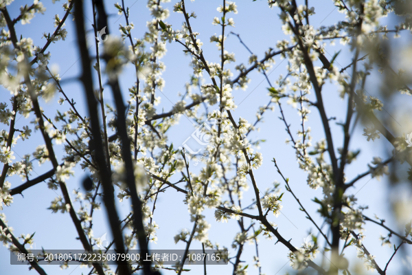 李子樹開花