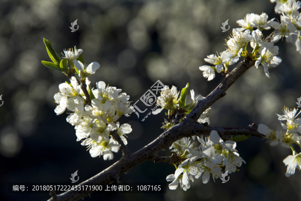 李子樹開花