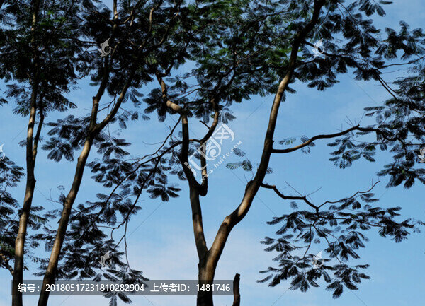 樹(shù)