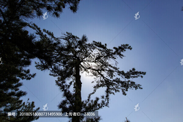 恒山松,剪影