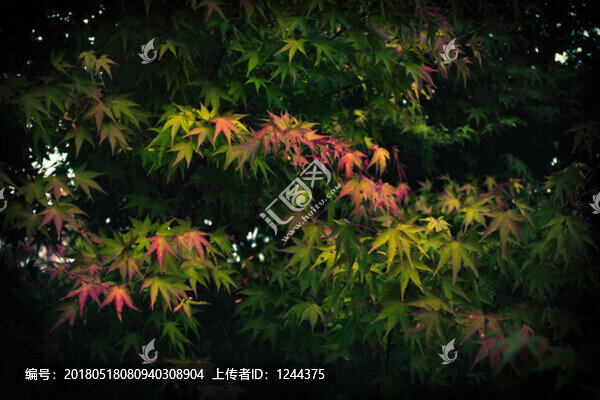 楓葉