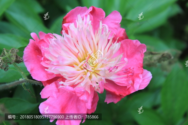 花朵