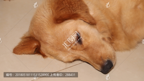 金毛