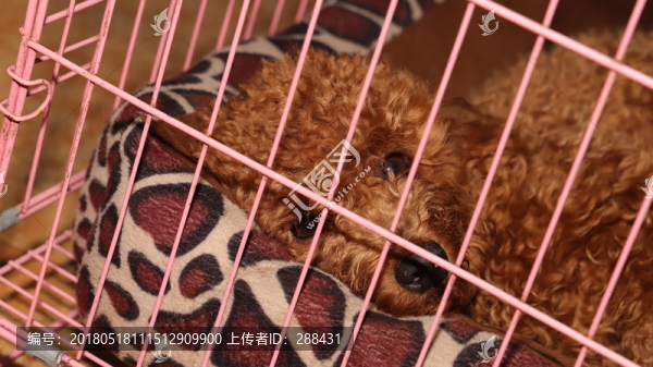 貴賓犬