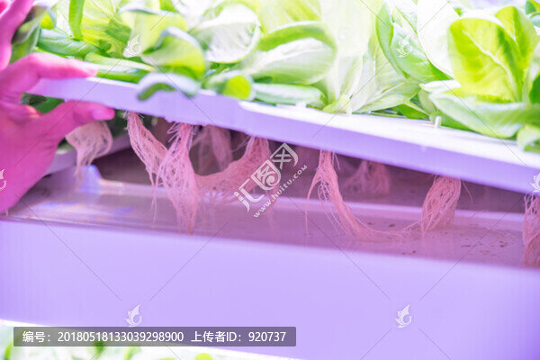 大棚蔬菜