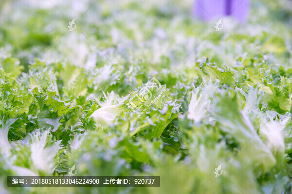 蔬菜大棚