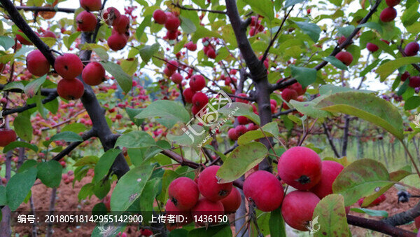 紅果