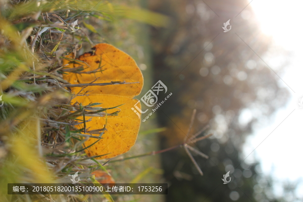 落葉