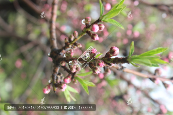 花苞