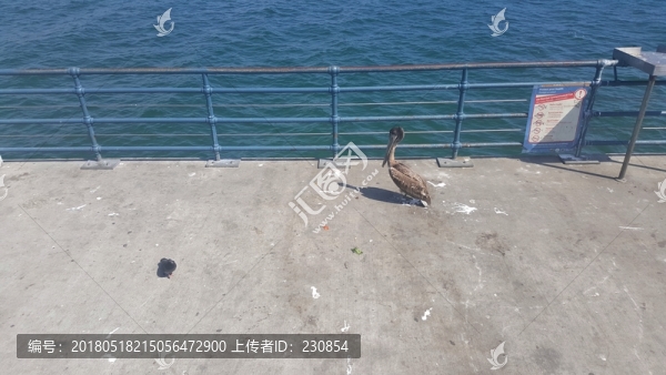 美國(guó)旅游,大海,海邊