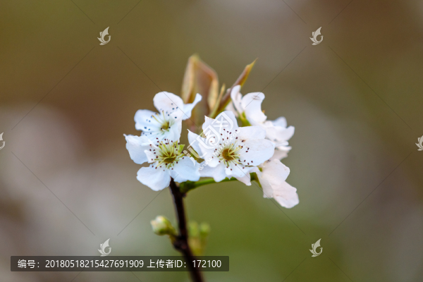 梨花