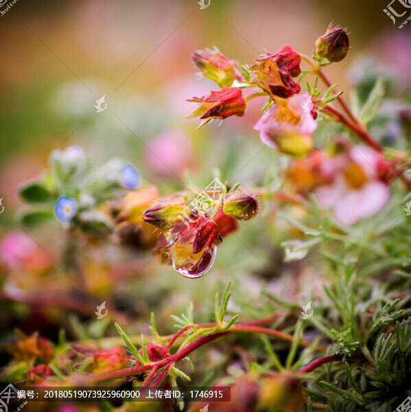 花之淚
