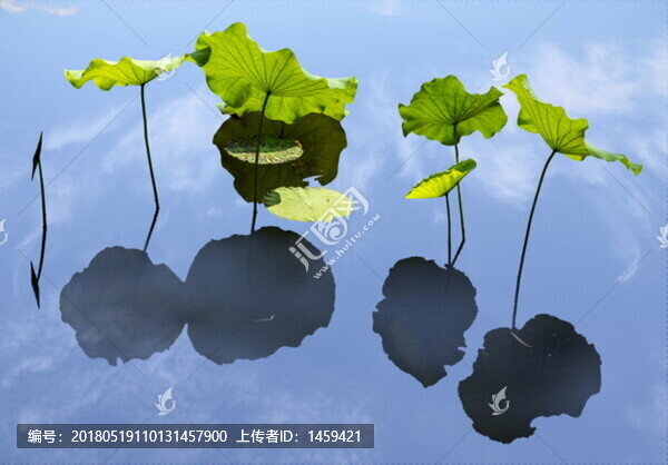 翠荷天上裁