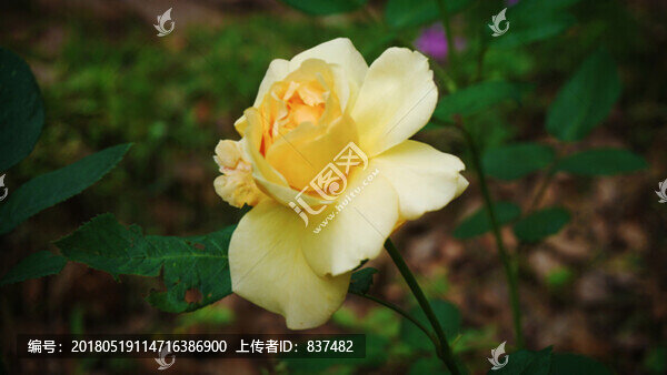 花卉近景