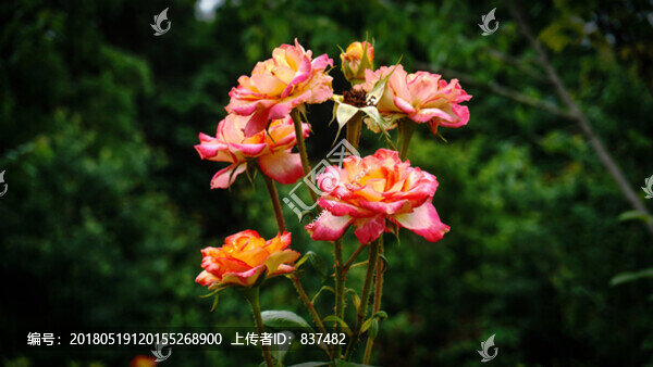 花卉一覽