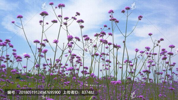 薰衣草花海