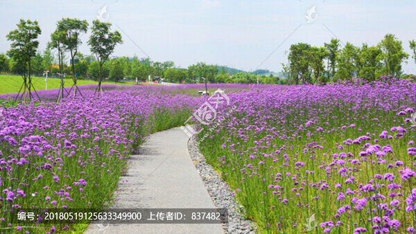 薰衣草花海