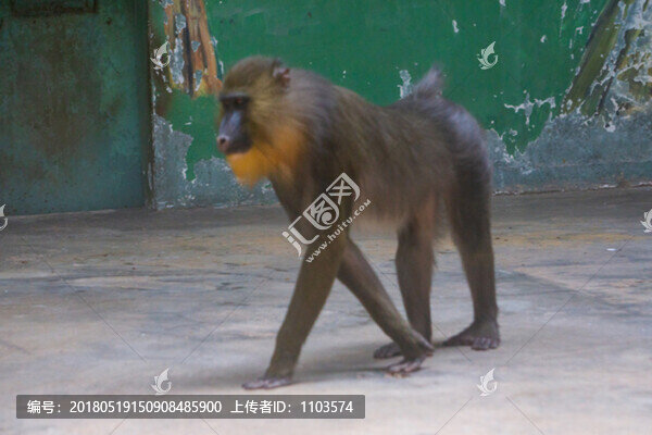 濟(jì)南動(dòng)物園,（7）