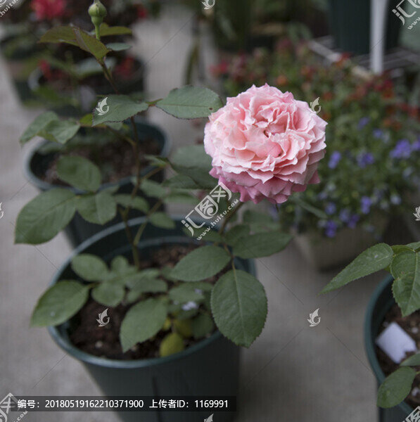 月季
