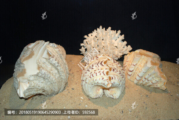 貝殼標(biāo)本