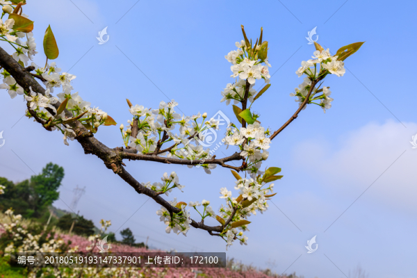 梨花