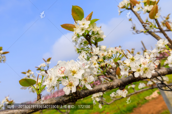 梨花