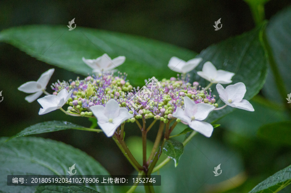 繡球花