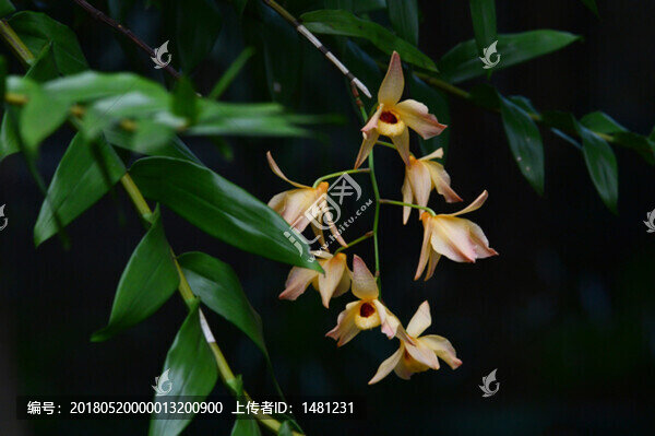 蘭花