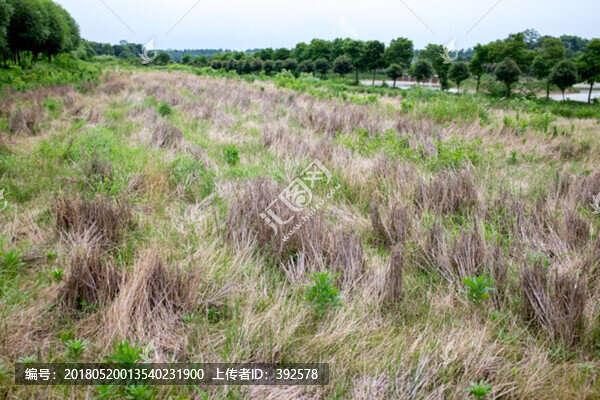 農(nóng)村,耕地,稻草