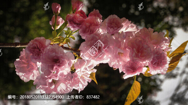 生態(tài)園花卉