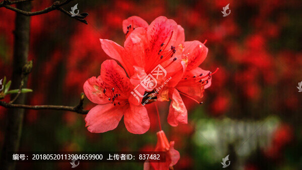 生態(tài)園花卉