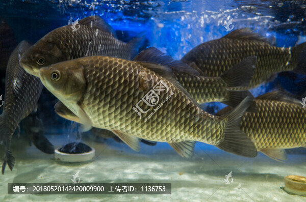 活鯽魚(yú)