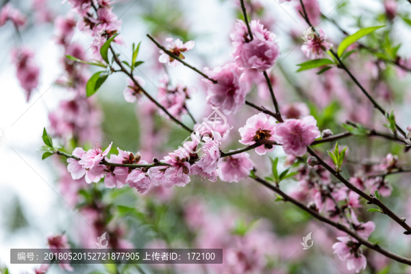 桃花