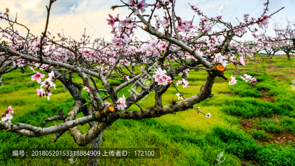 桃花