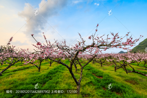 桃花