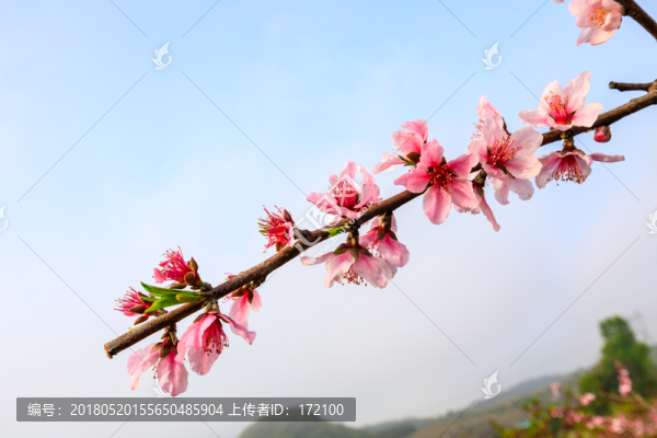 桃花
