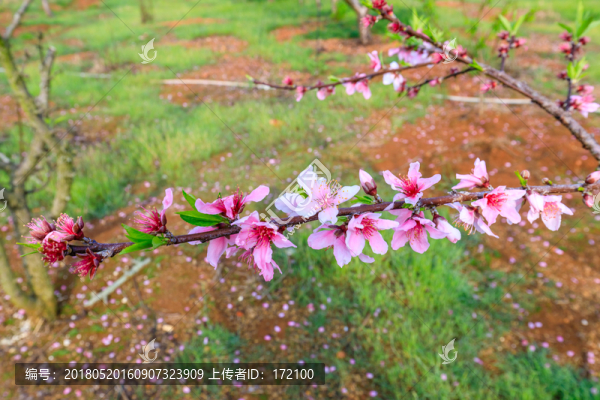 桃花