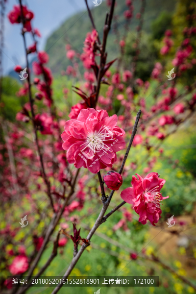 桃花