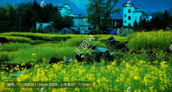 皖南春天油菜,古鎮(zhèn)古村風(fēng)光