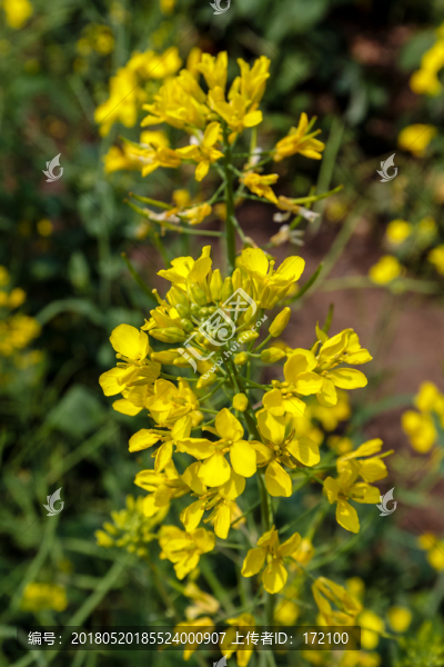 油菜花