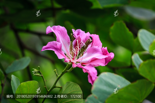 紫荊花