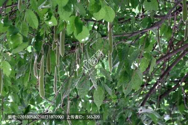 皂角